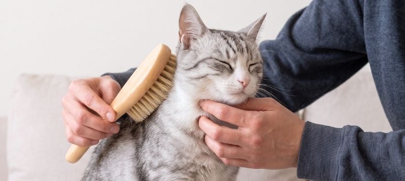 Cat Brush