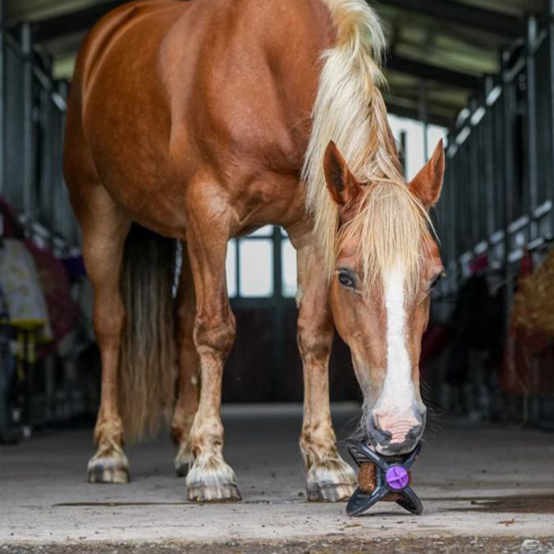 Bizzy Horse Bizzy Ball, Leckstein-Spielzeug für Pferde mit Pfefferminzduft, im Einsatz, im Stall