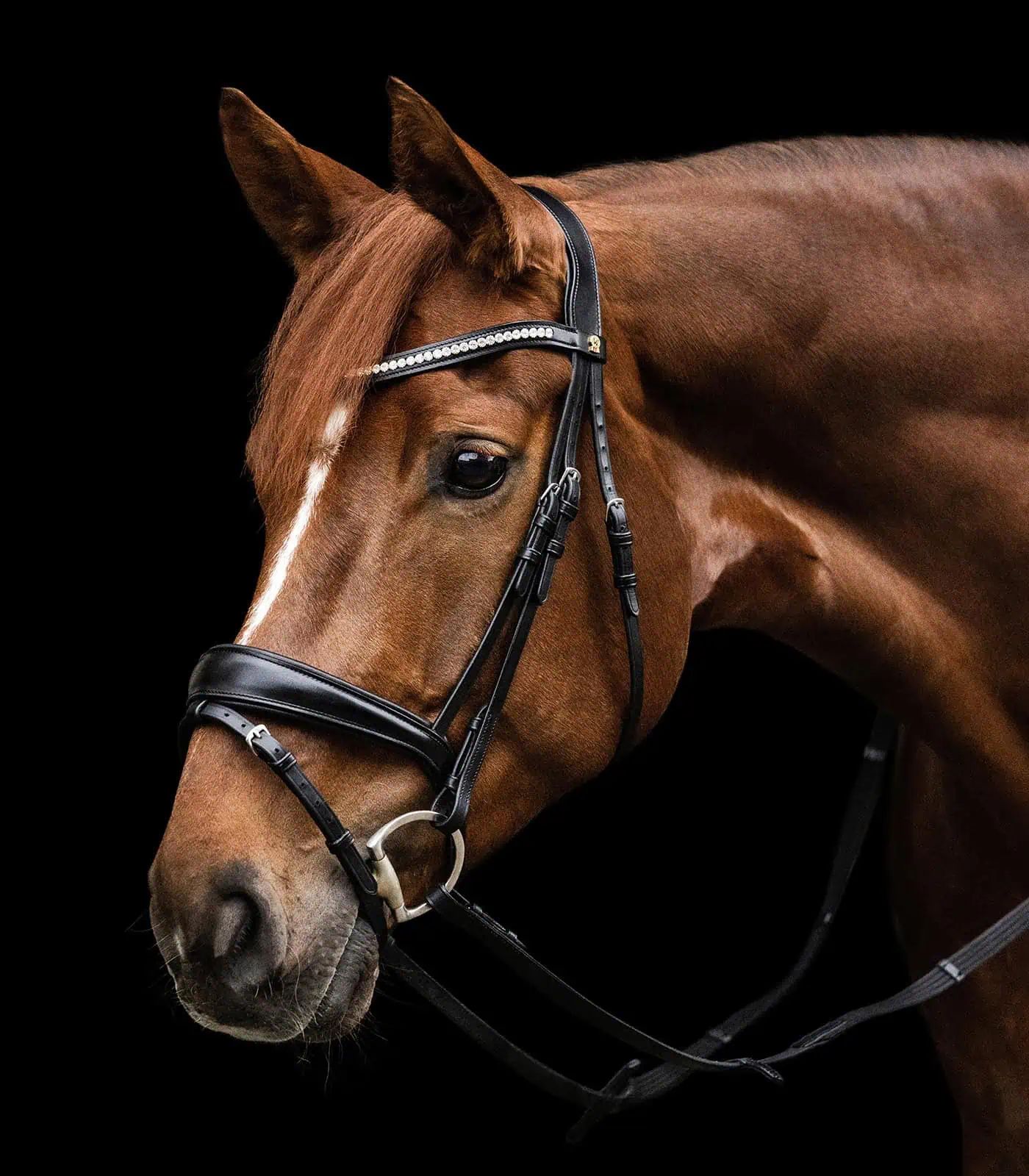 Waldhausen S-Line Essential Bridle, English Combined, side view
