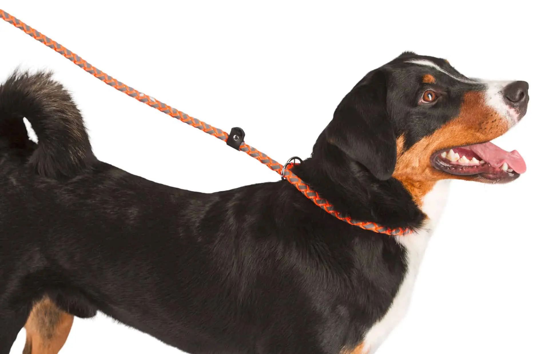 Kerbl Maxi Safe Slip Leash for Dogs, 170 cm, Reflective, in use