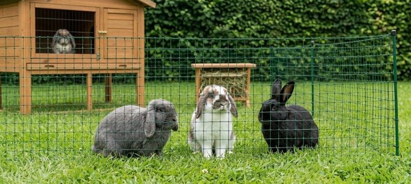 Rabbit Netting