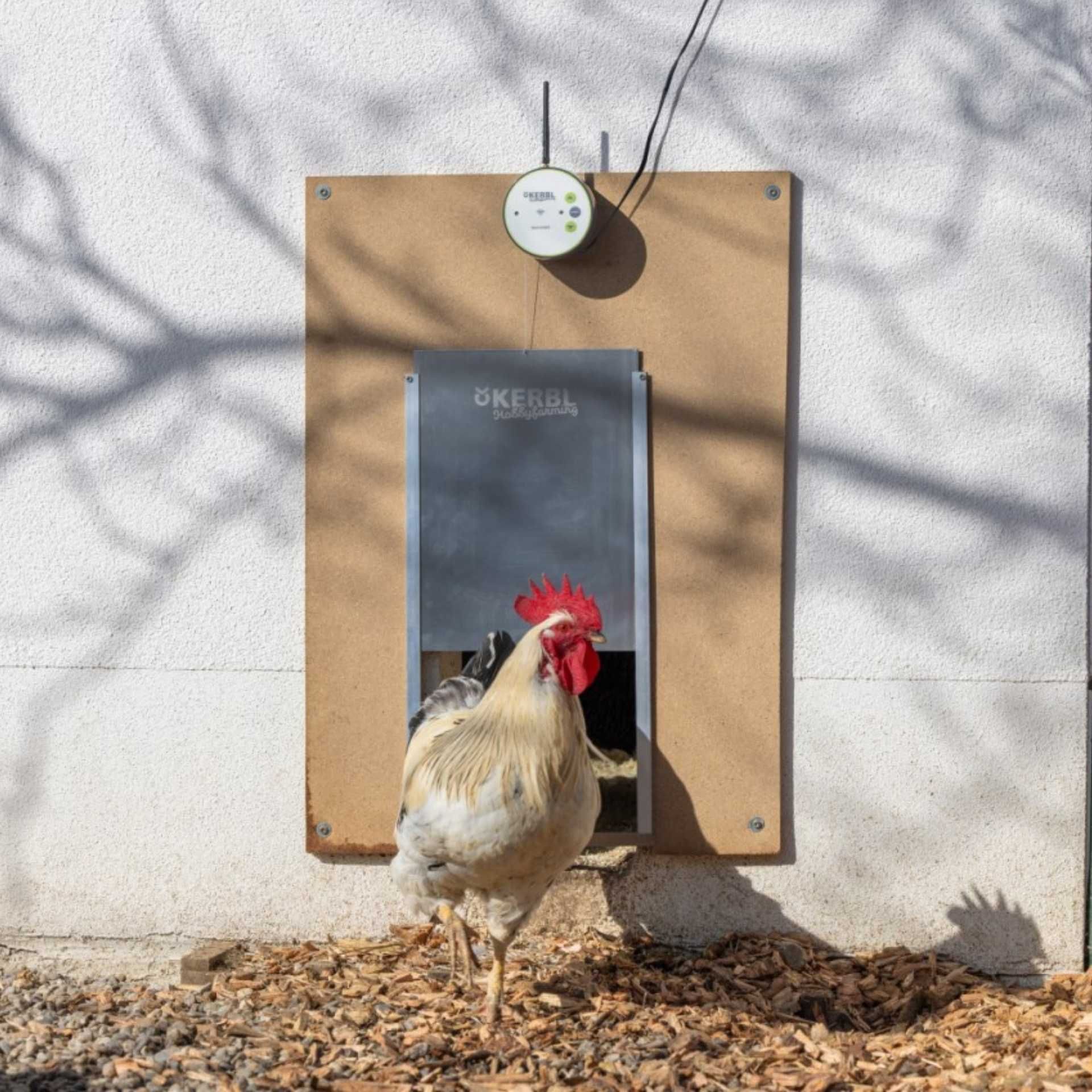 rooster, chicken, hen, coop, metal door