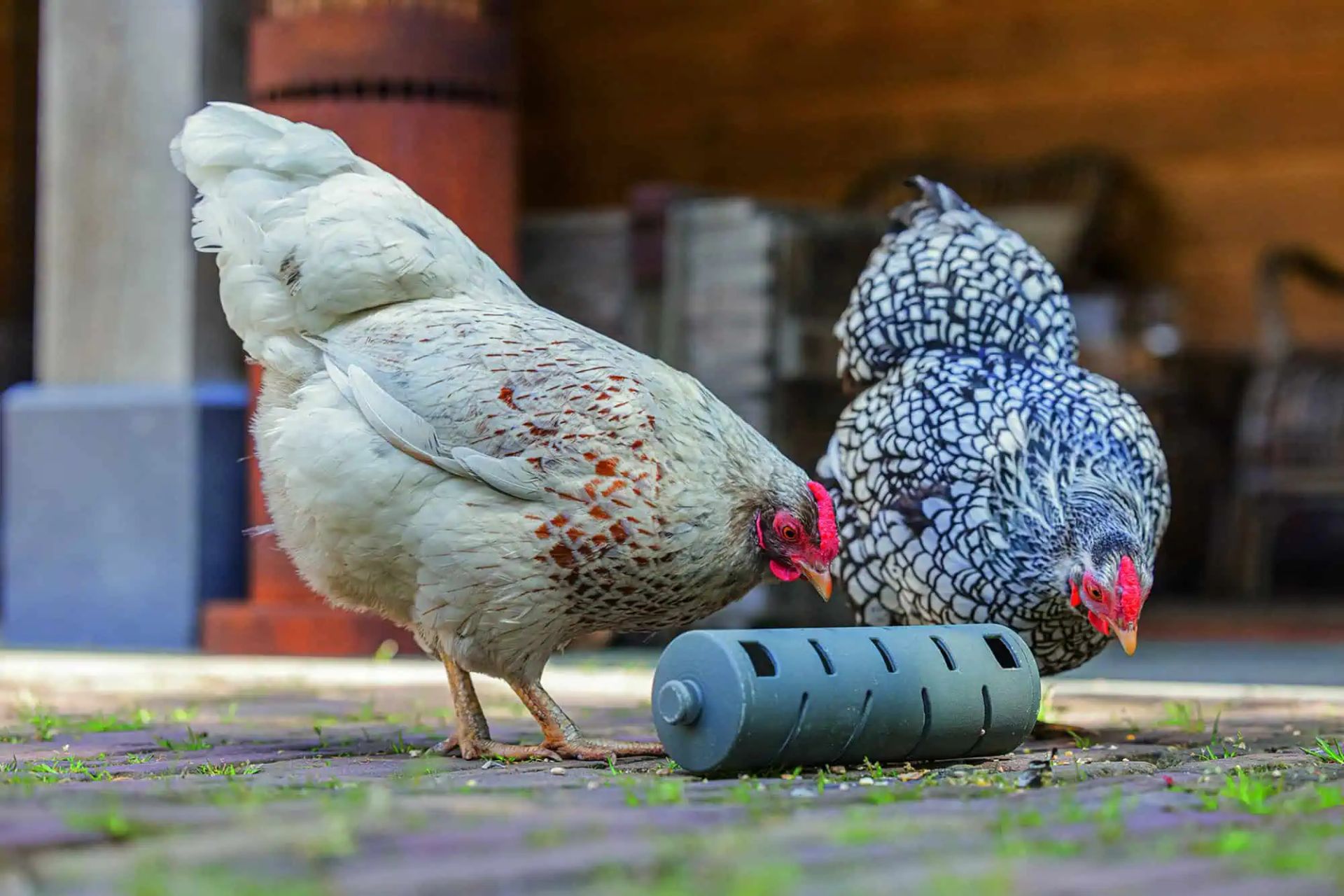 Rouleau à collation pour poules Beeztees, en utilisation