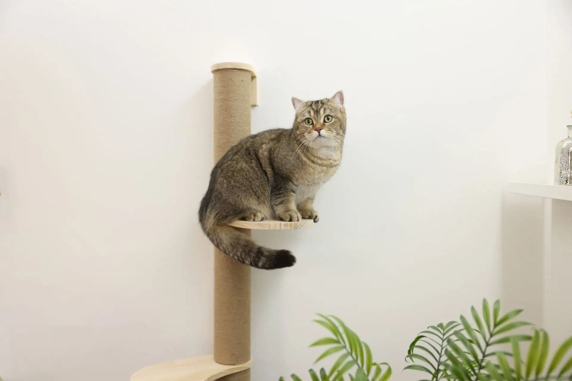 Stâlp de zgâriat Kerbl Pet Timber pentru montaj pe perete, în utilizare