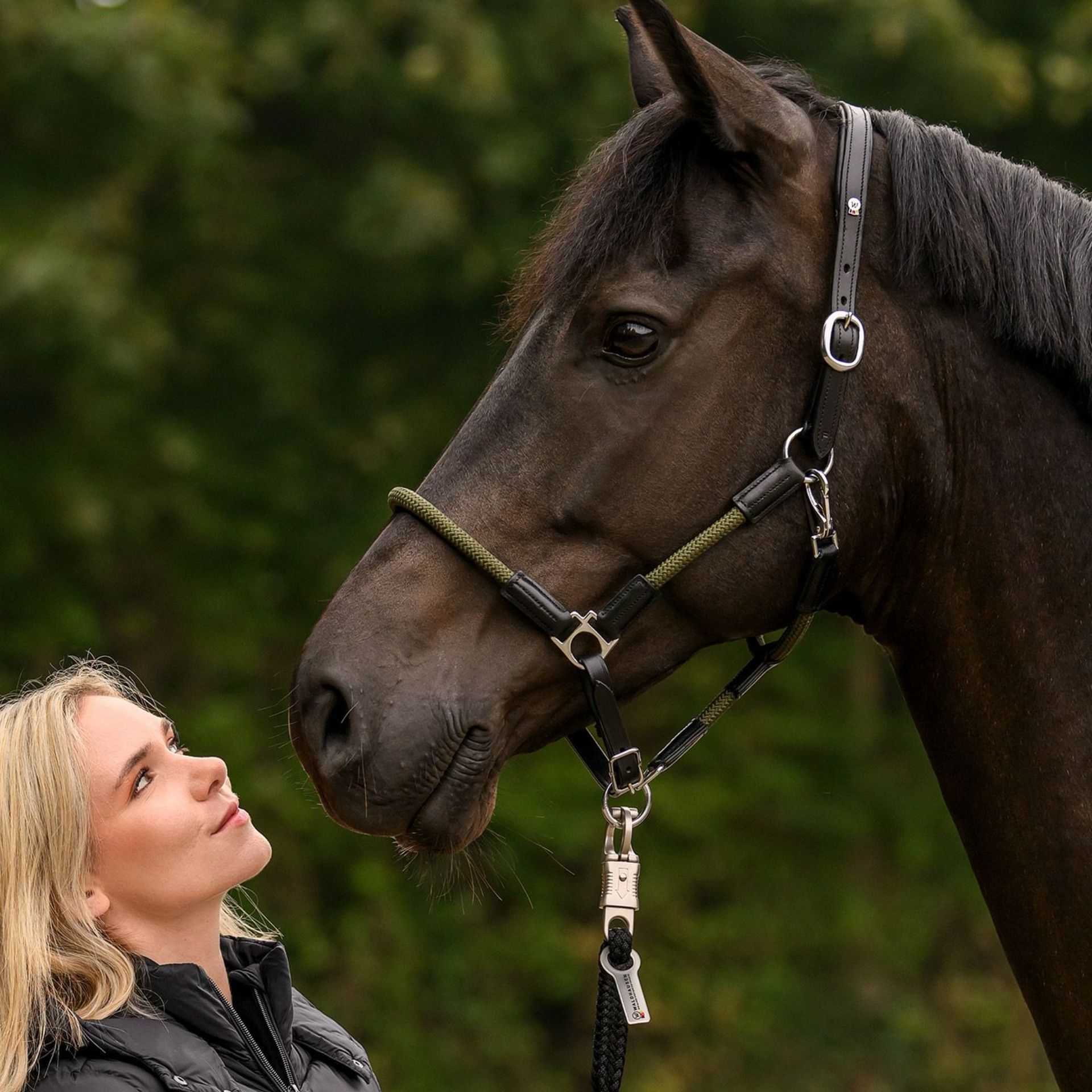horse, halter, bridle, bit, leather