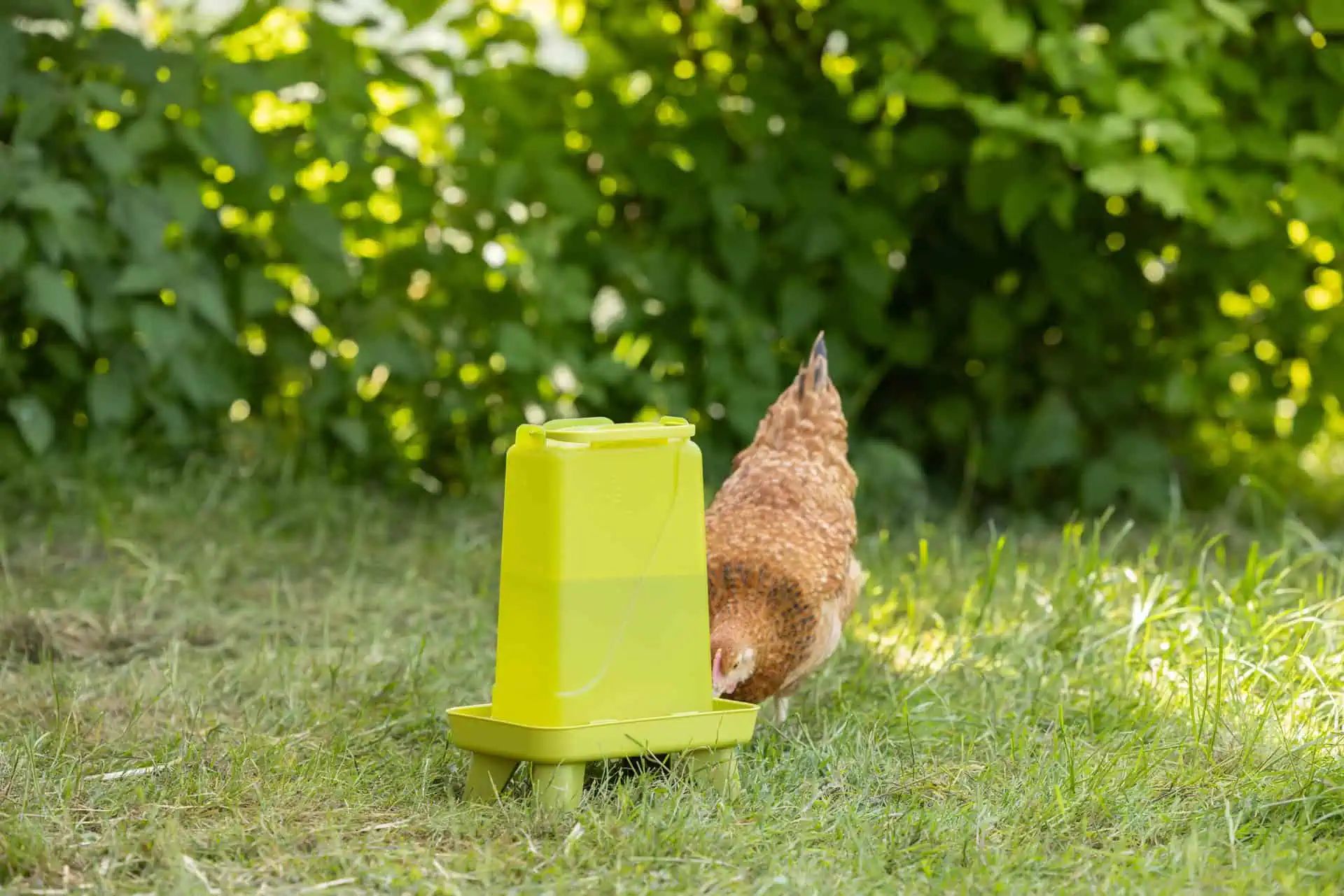 Abreuvoir à volaille Kerbl avec pieds, résistant aux intempéries, 5,5 L