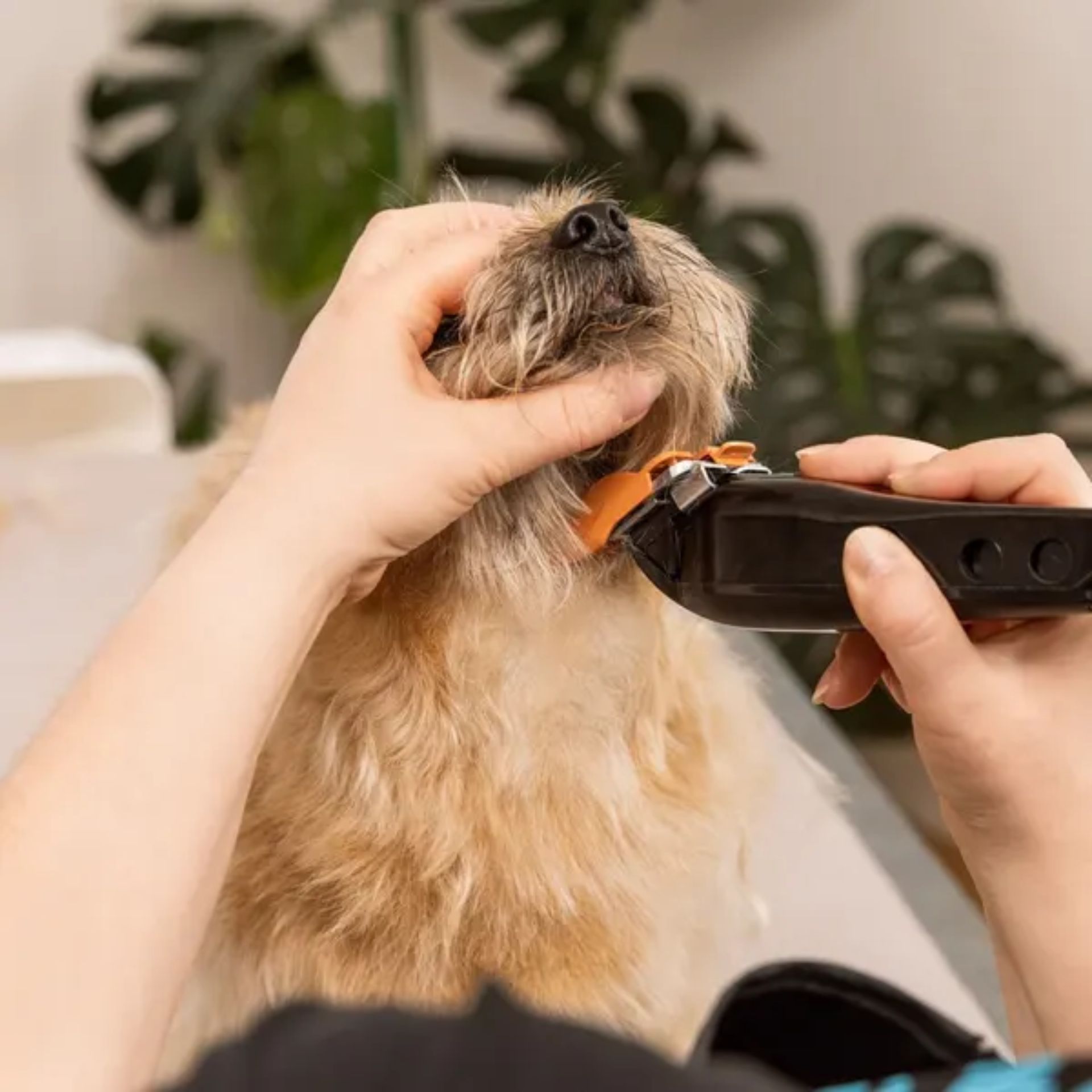 WAHL Tosatrice Multi-Cut per Cani e Piccoli Animali, in uso, in casa