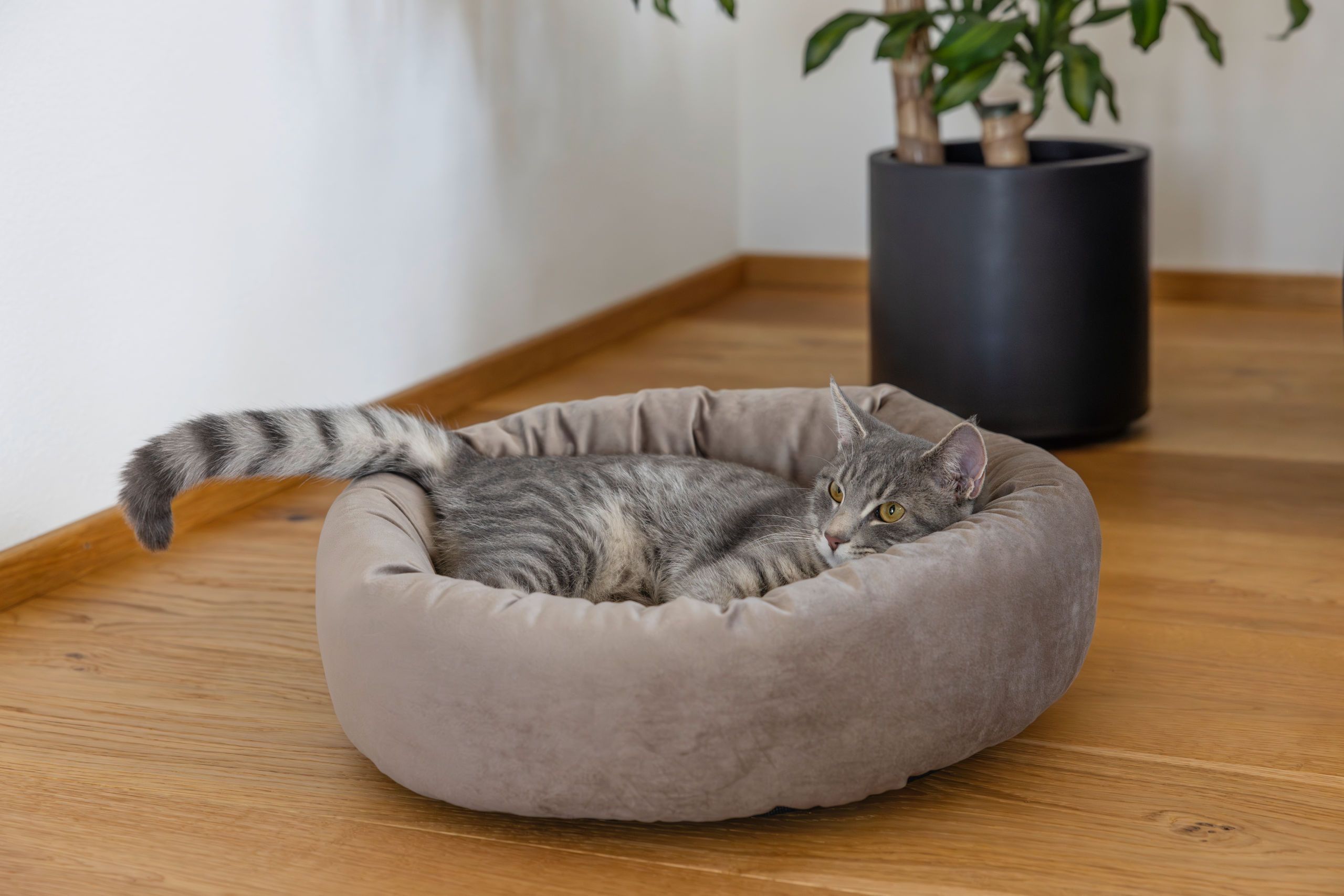 Kerbl Kuschelbett Velvet rund, Katzenbett & Hundebett Ø 50 cm, im Einsatz