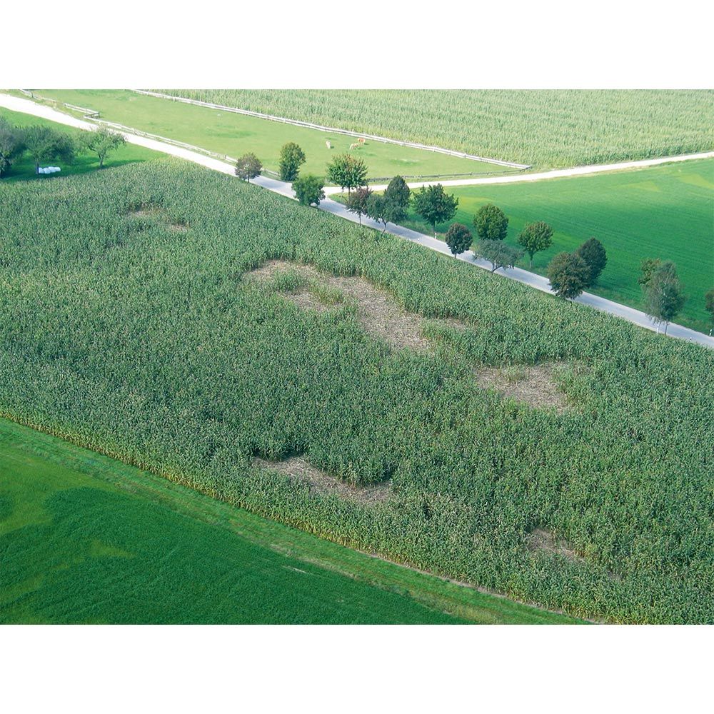 Plasă anti-mistreți WildNet AKO 50 m, electrificabilă, în utilizare