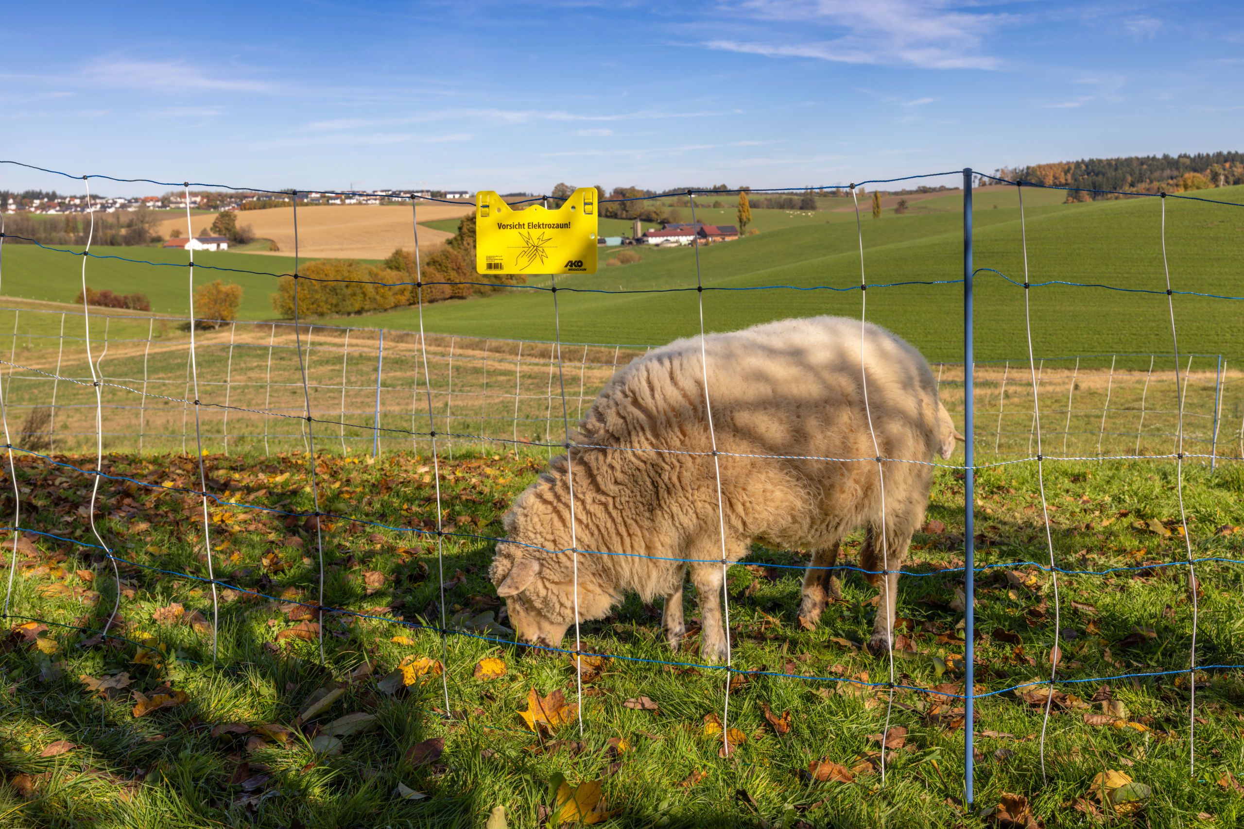 schaf, Weide, Zaun, Feld, Herbstblätter