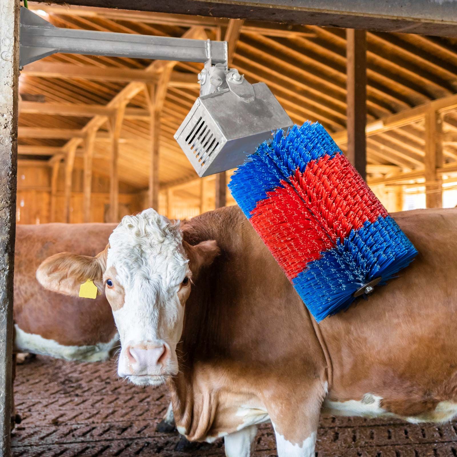 Kerbl Kuhbürste HAPPYCOW MidiSwing Kuhputzmaschine, elektrisch, im Einsatz, im Stall