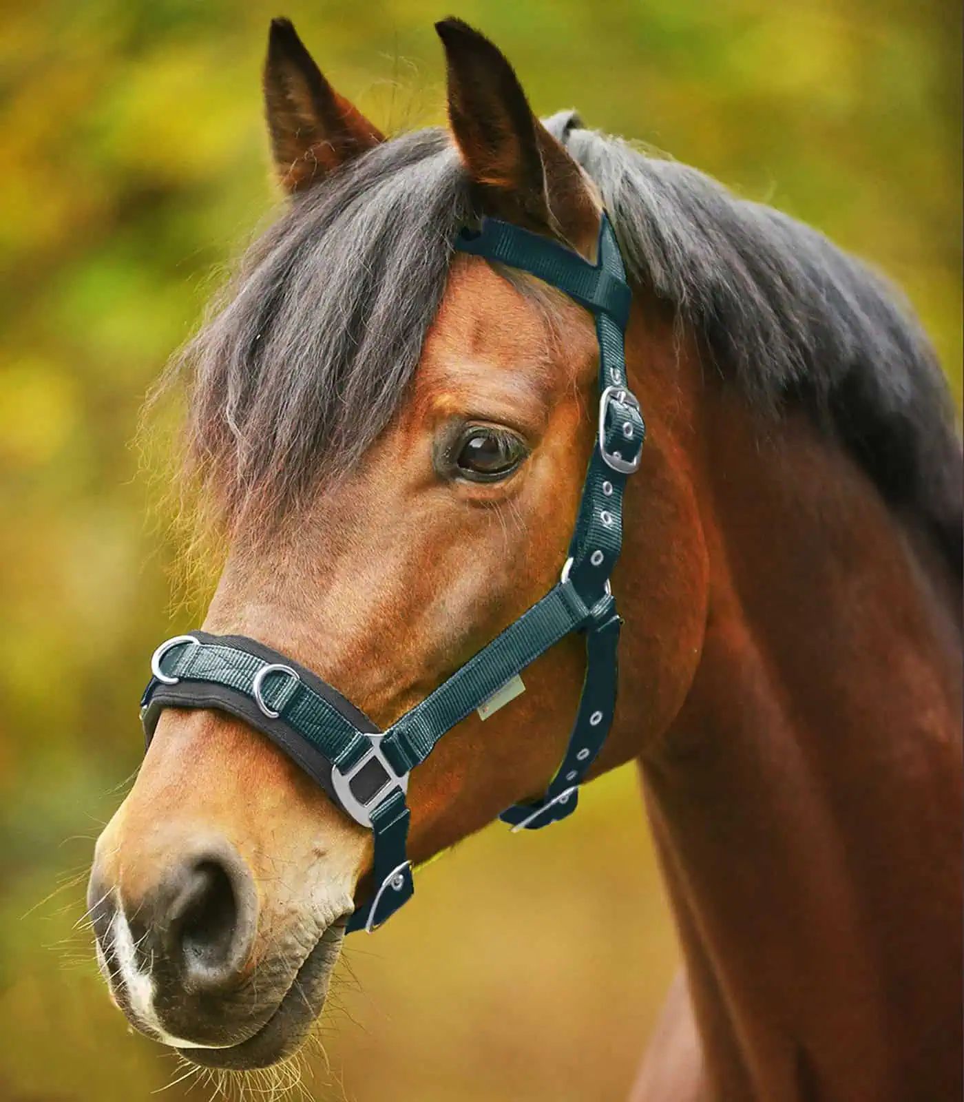 Waldhausen Longierhalfter Economic, gepolstert, Nylon Kappzaum, Pony, tannengrün
