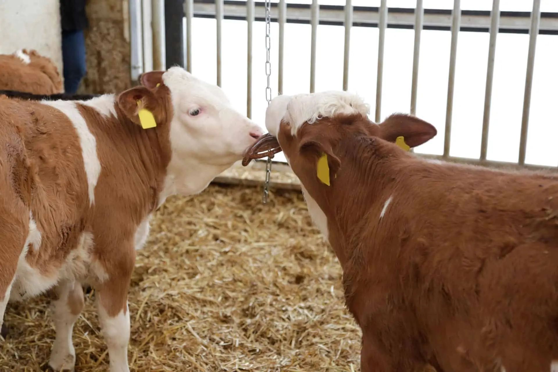 Kerbl Anello da mordere Nature per suinetti, biodegradabile, in uso, in scuderia