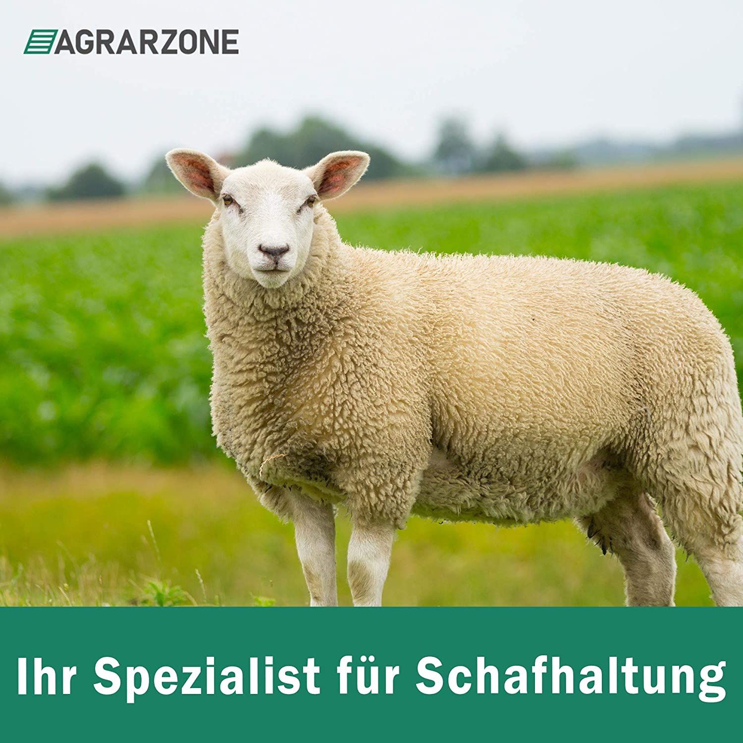 Schafzaun Komplett Set 12V / 230V, Netz 50 m x 90 cm, Symbolbild