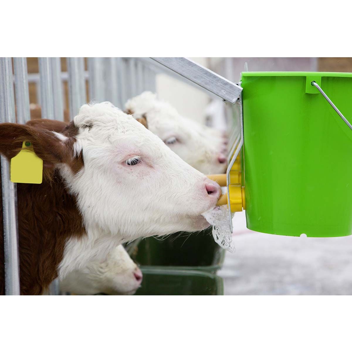 Kerbl Tränkeeimer mit Hygieneventil und Sauger, 8 Liter, im Einsatz, im Stall