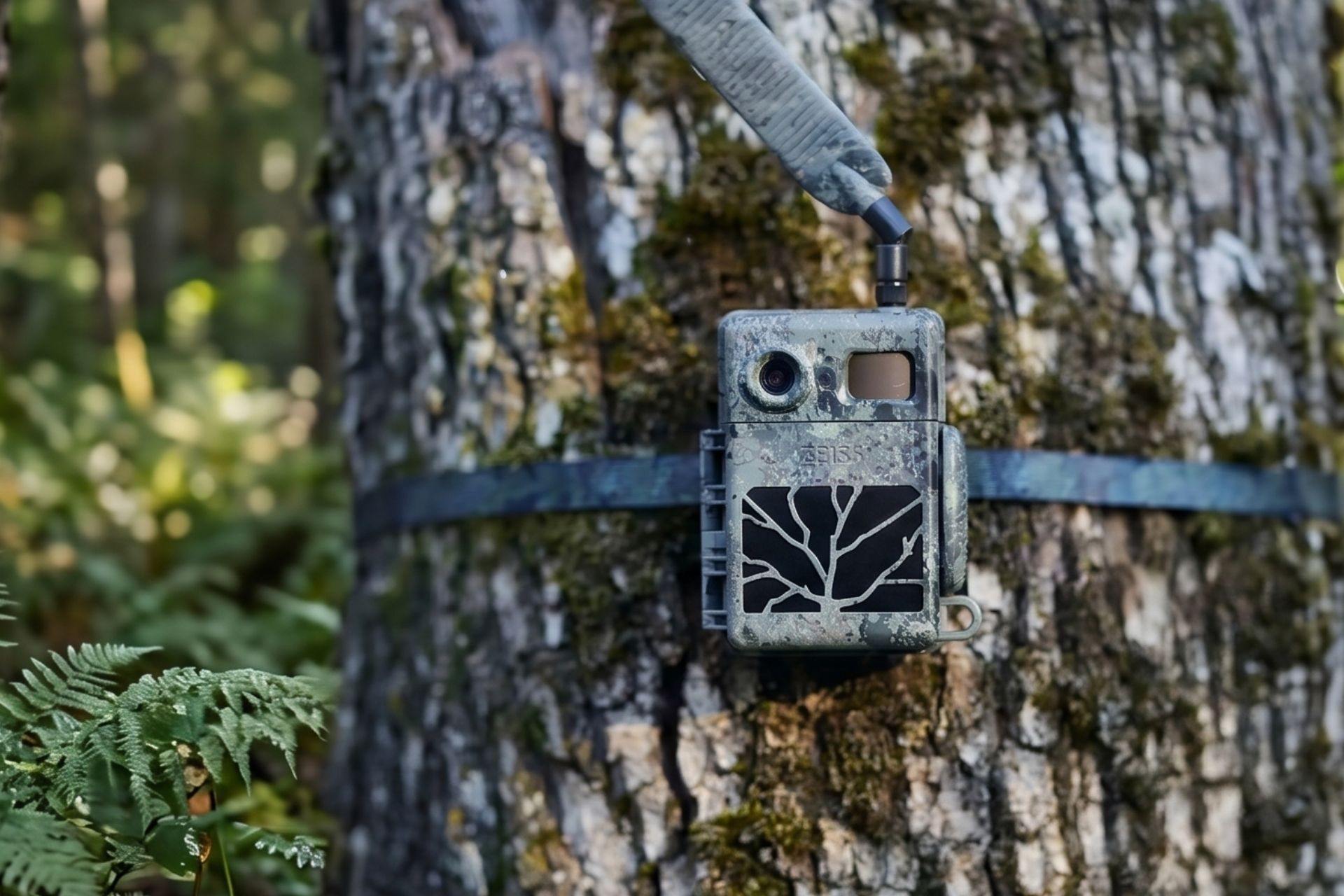 trail camera, camouflage, tree, outdoor, device