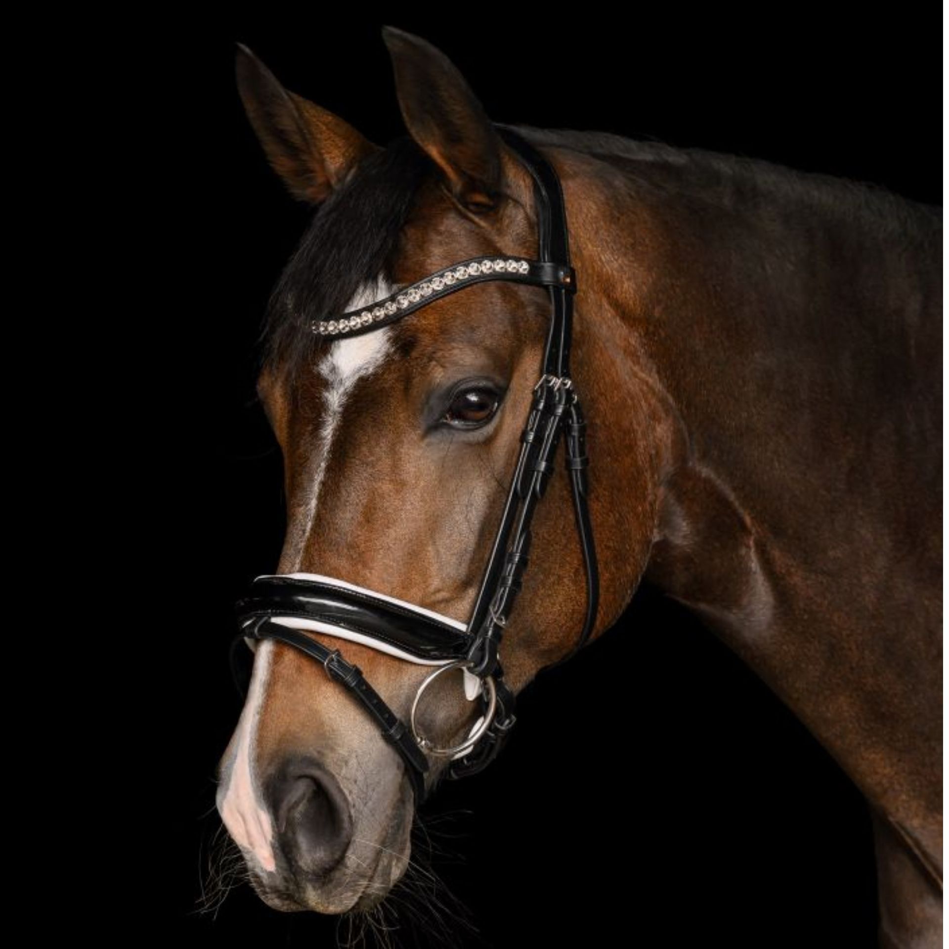 horse, bridle, halter, headstall, bit