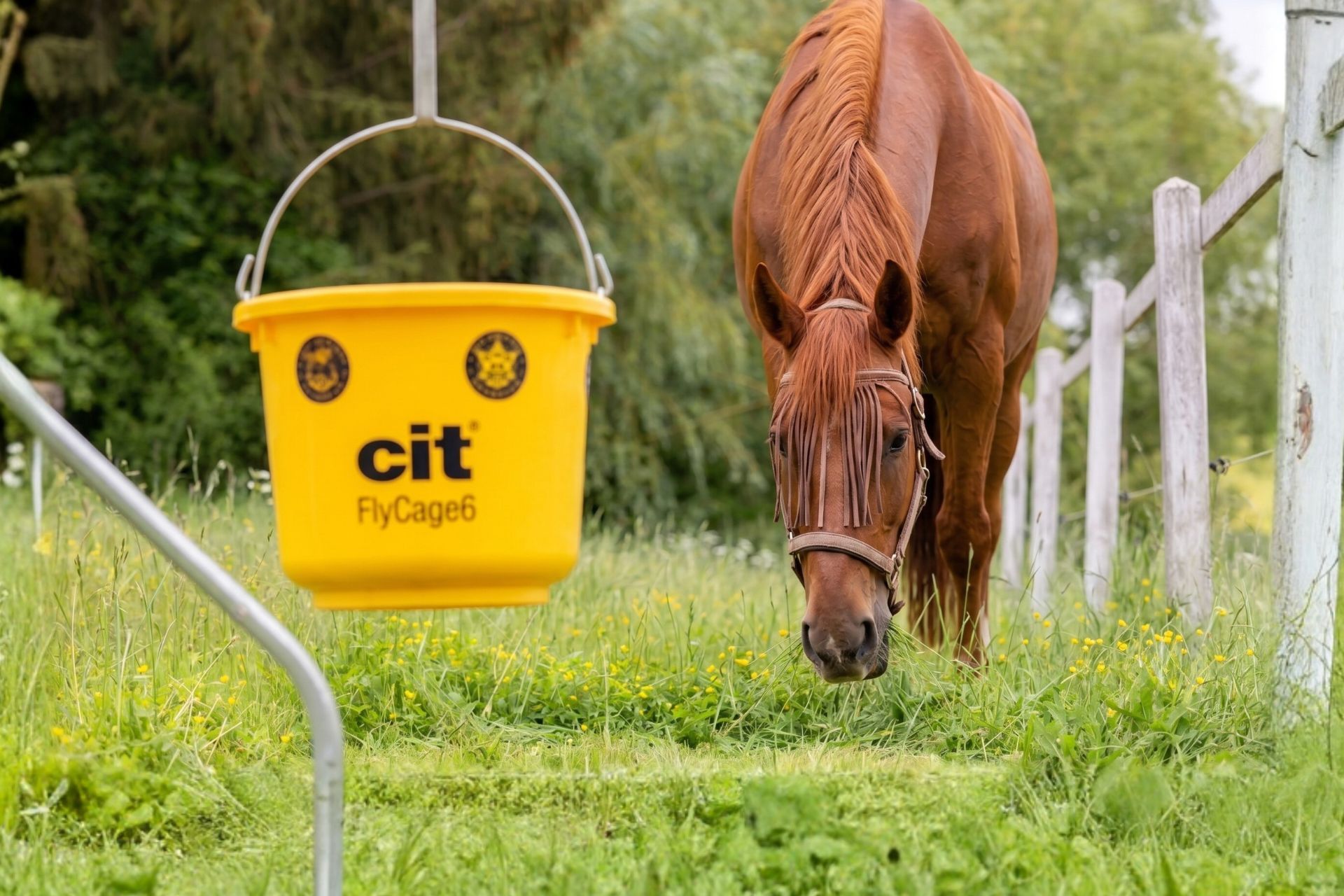 horse, brown, fringe, riding, bucket