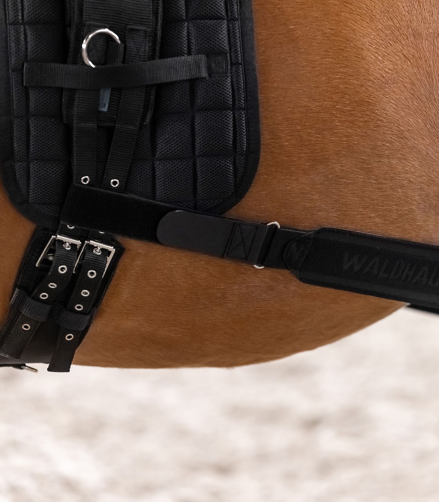 Waldhausen Bandage de Corps pour Activation de l'Arrière-Main, Noire, Cob/Full, en utilisation