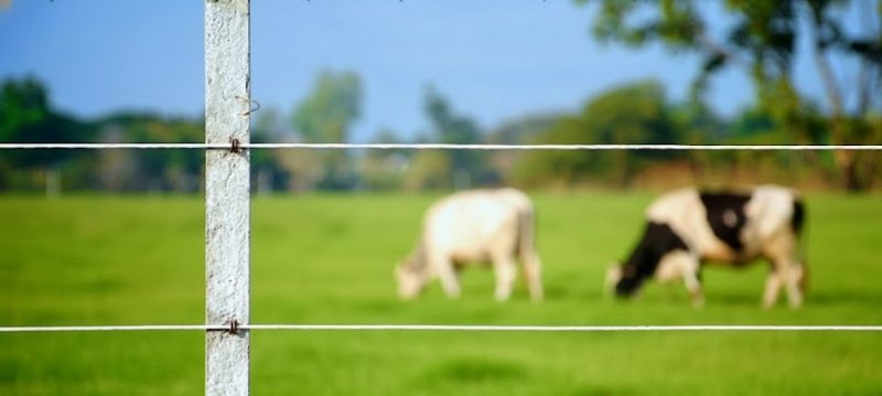 Cattle Fence