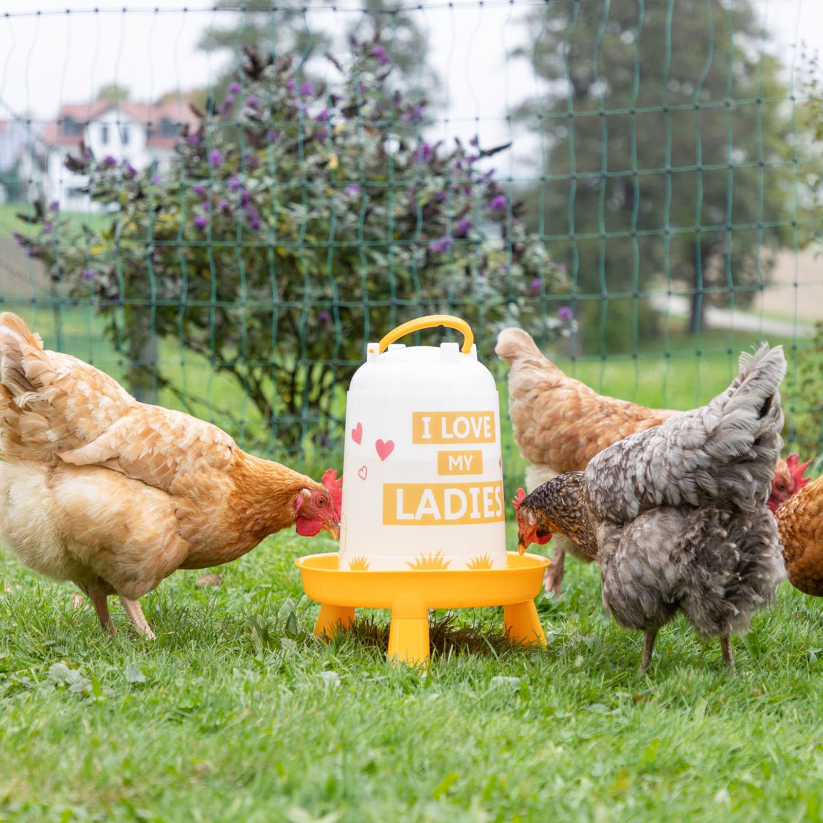 Kerbl Bazin de adăpare pentru păsări din plastic "I Love My Ladies", în utilizare, pe pășune