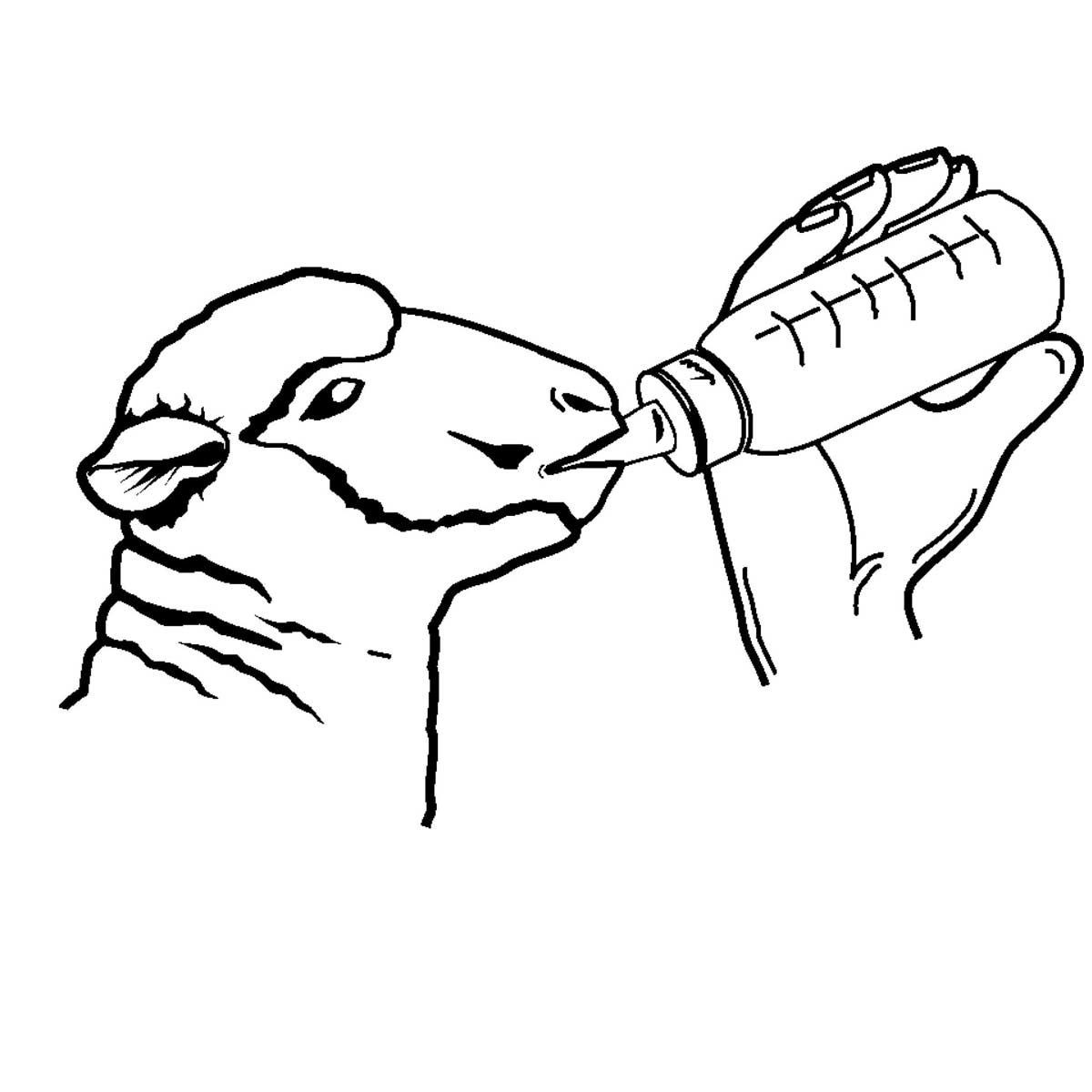 Kerbl Lämmerflasche ANTI-VAC 450 ml mit Sauger, Durchflussregulierung, Anwendungsbeispiel