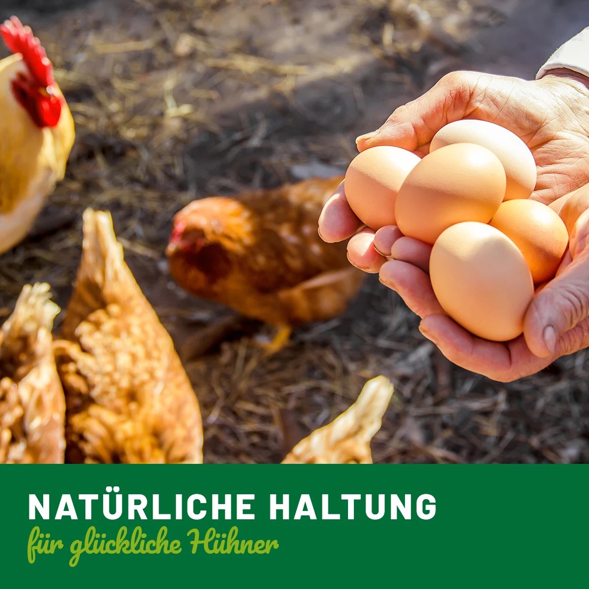 Hühnerland Kvalsterspray för kycklingar 1 L, illustrationsbild