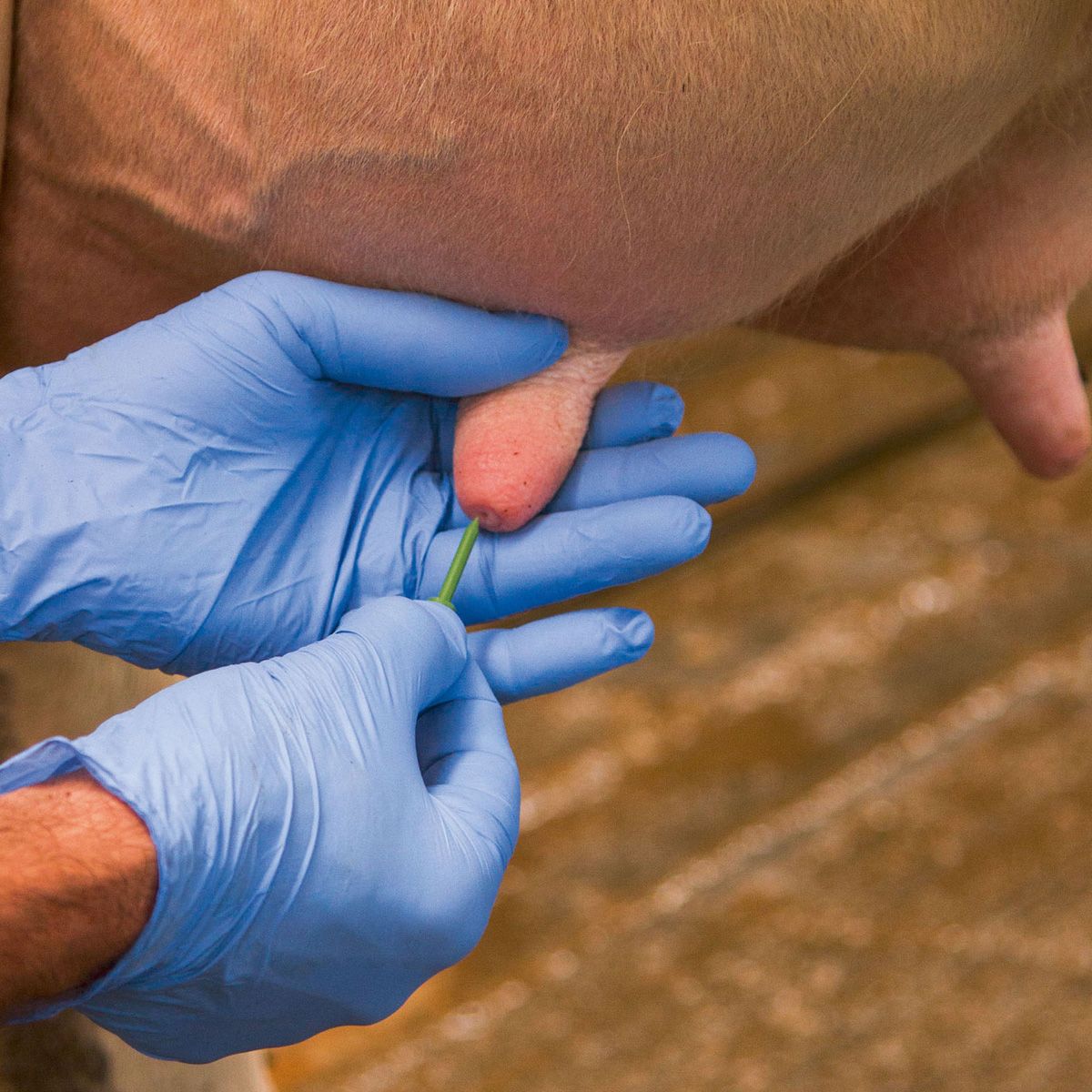 Kerbl Silicone Teat Pens, 20pcs Sterile, Gentle Care, in use, in the stable
