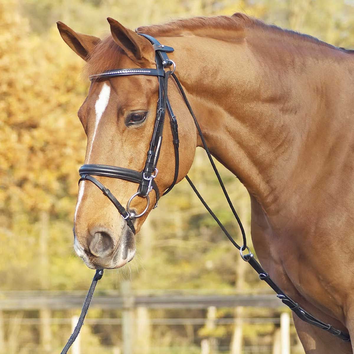 BUSSE Rênes auxiliaires Chambon basic