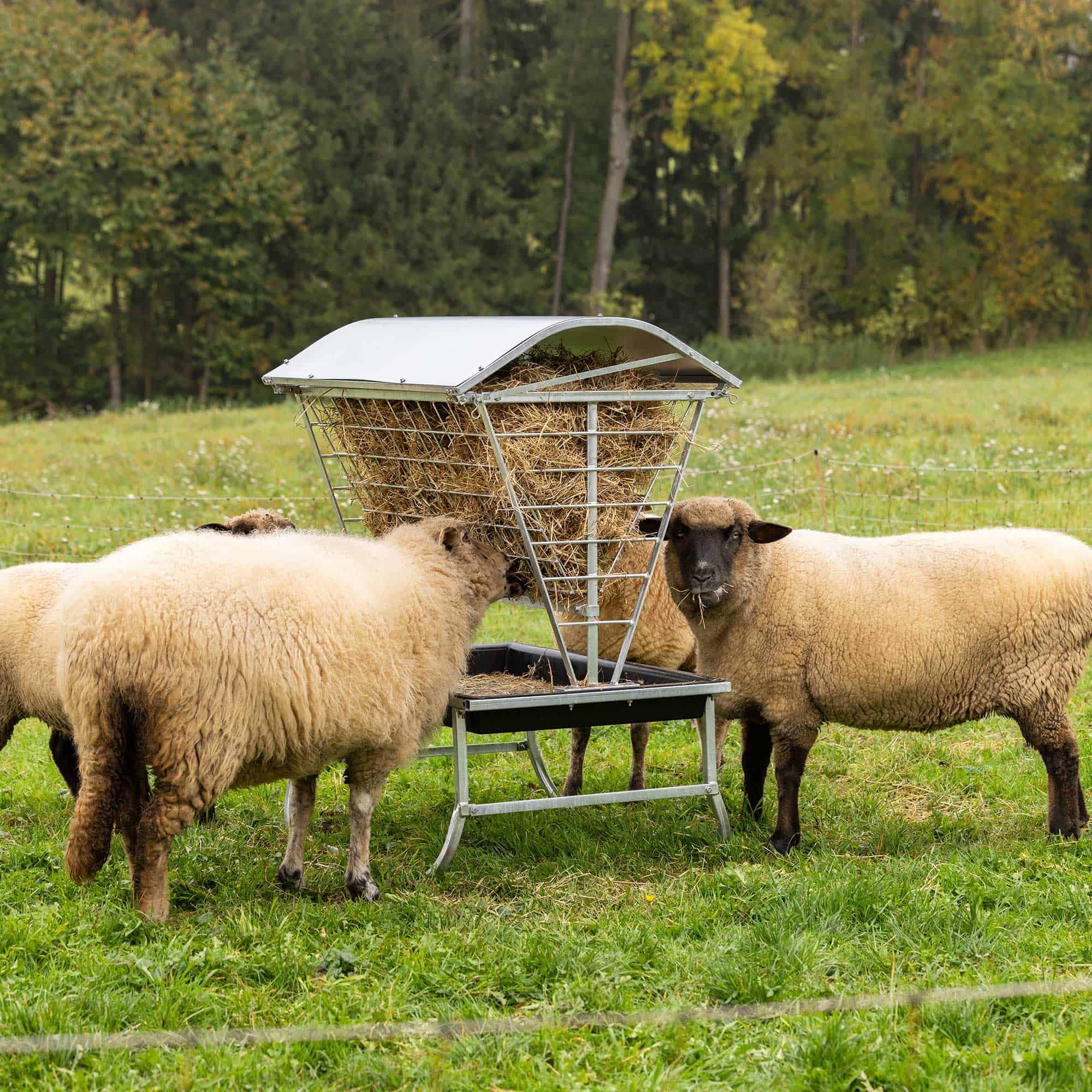 sheep, hay feeder, pasture, farming, livestock