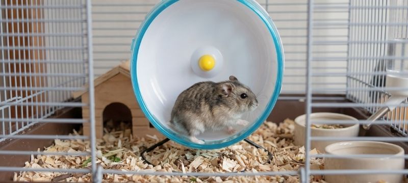 Accessoires de cage