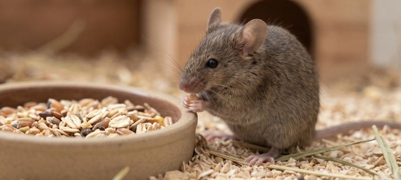Nourriture pour souris