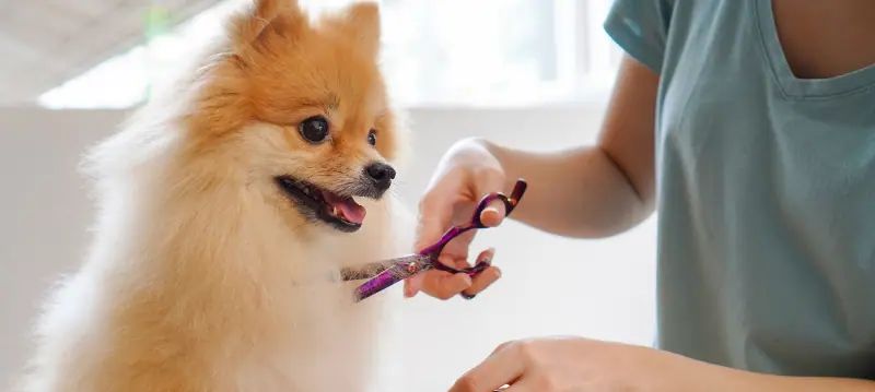 Fellpflege Hund