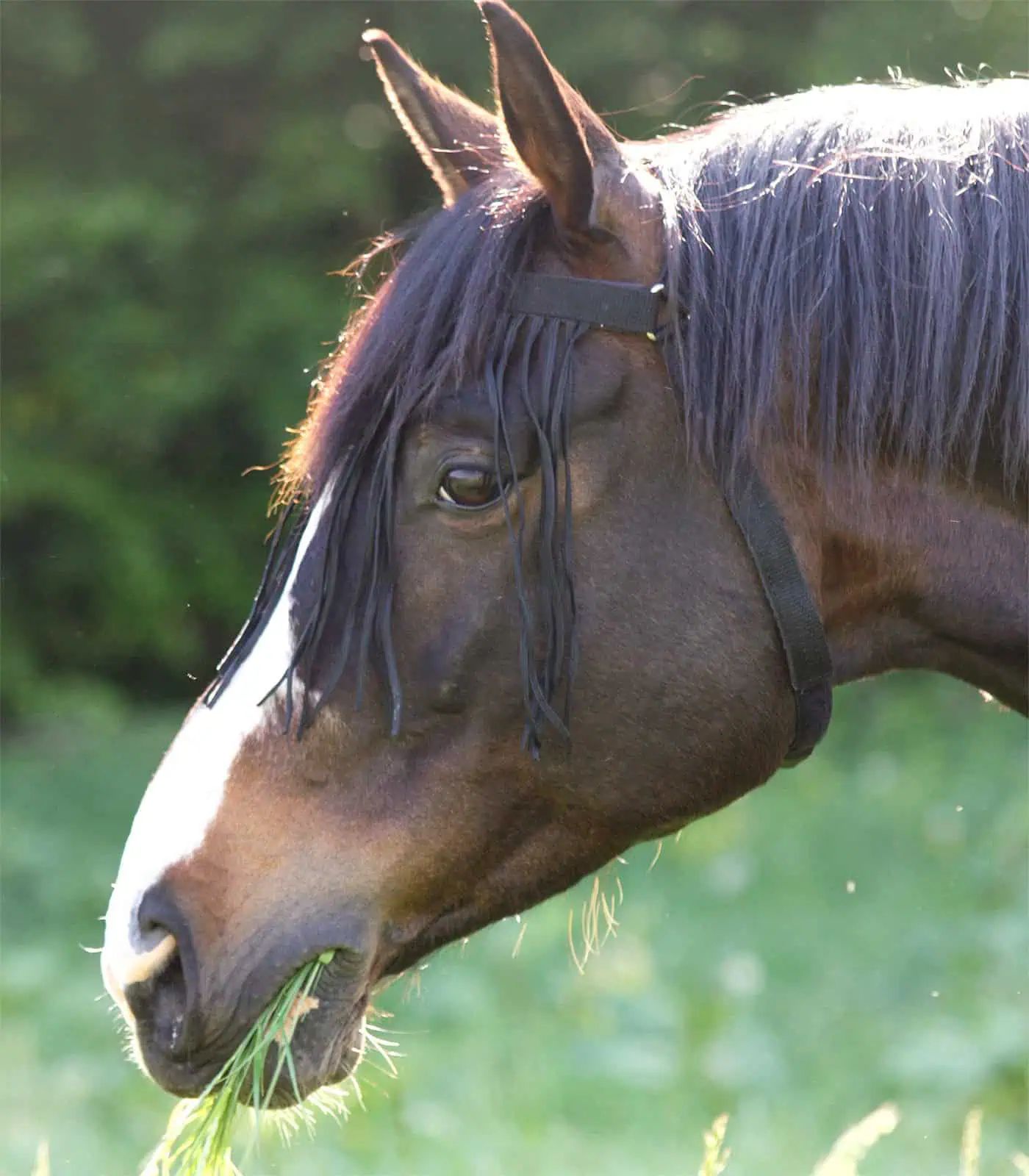 Frontal Anti-Mouches Waldhausen avec Têtière pour Chevaux, noir Cheval
