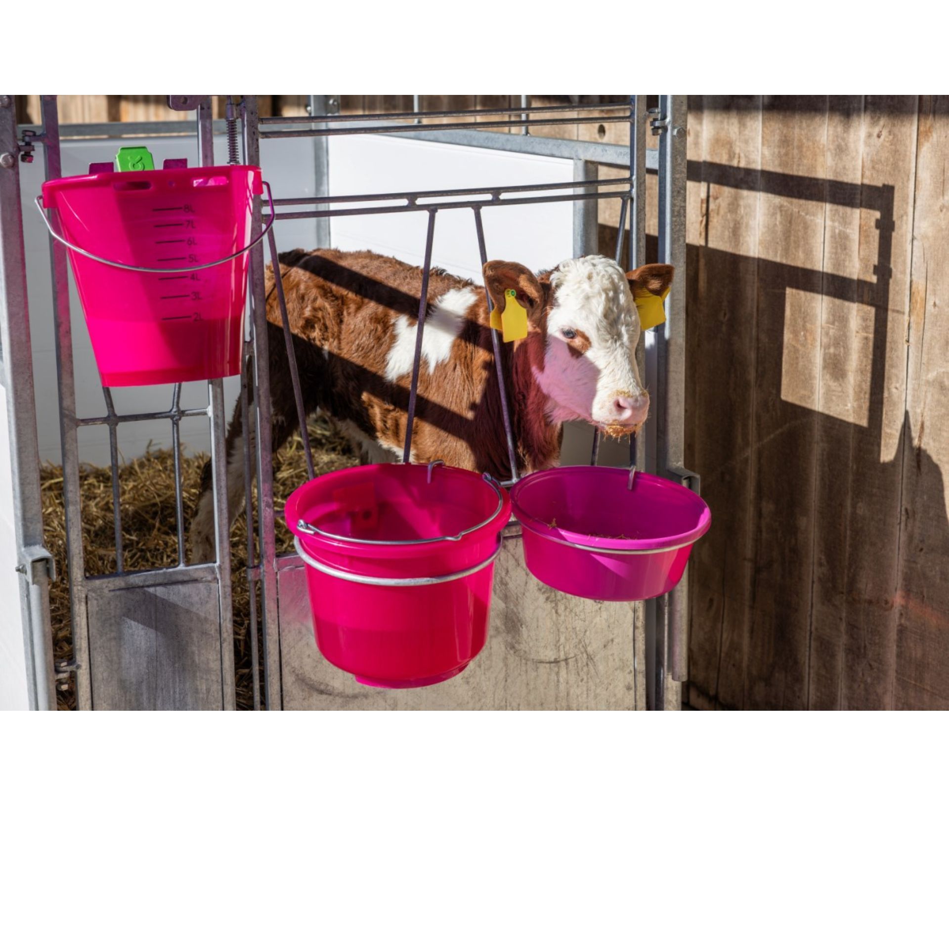 livestock trailer, metal frame, blue buckets, gray panel, wheeled cart, calf, cattle, barn, feeding bucket, pink bucket