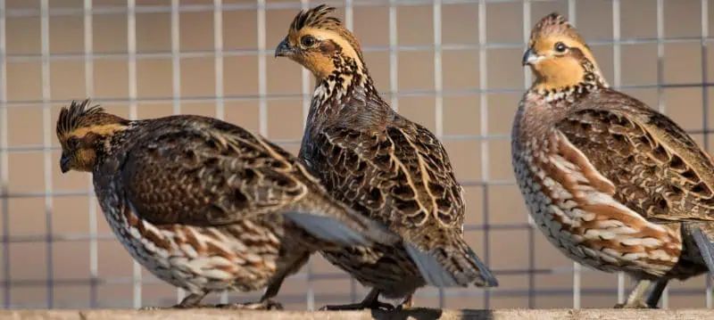 Quail feed