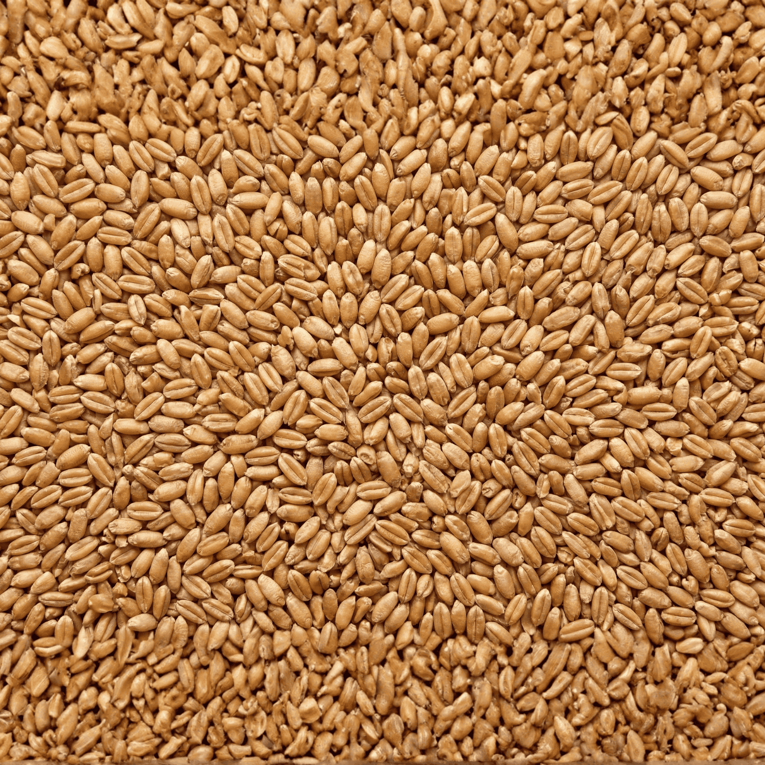 Agrarzone Bio búza 20 kg, részlet