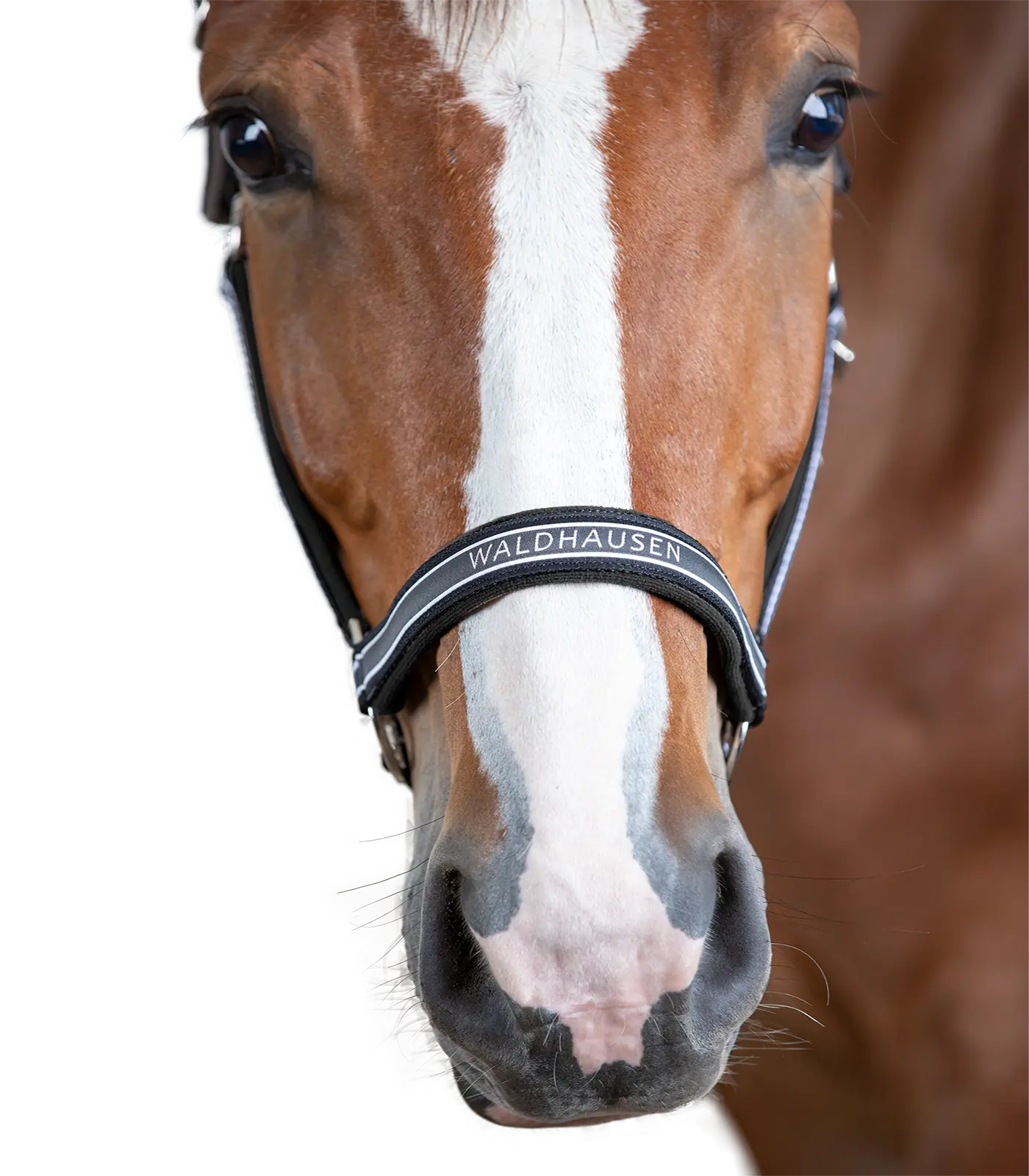 Waldhausen Athletic Halter, Padded Nylon Horse Halter, detail view