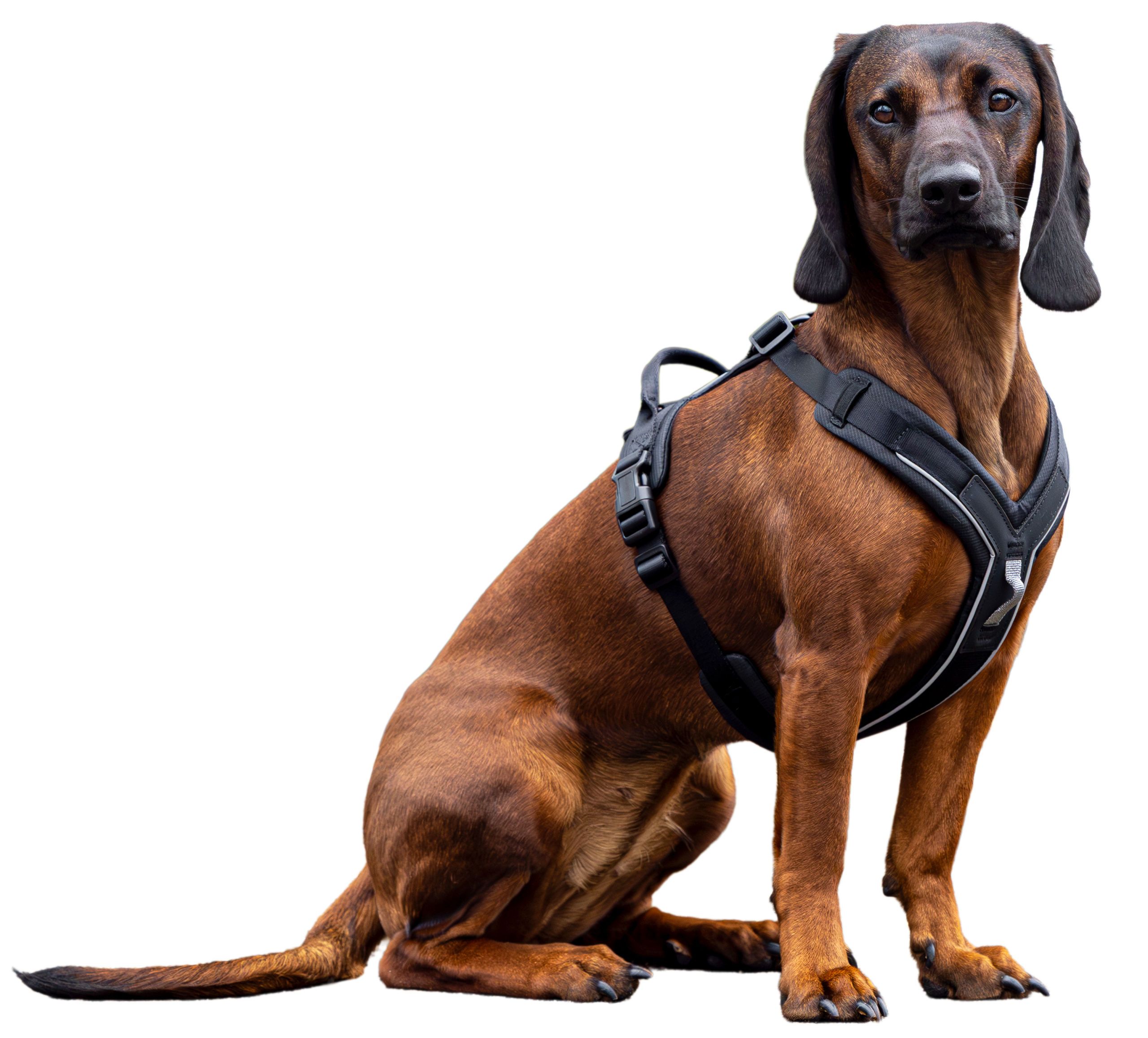 Kerbl Pet Dallas Hundegeschirr Y-Form gepolstert, 2 Anleinpunkte