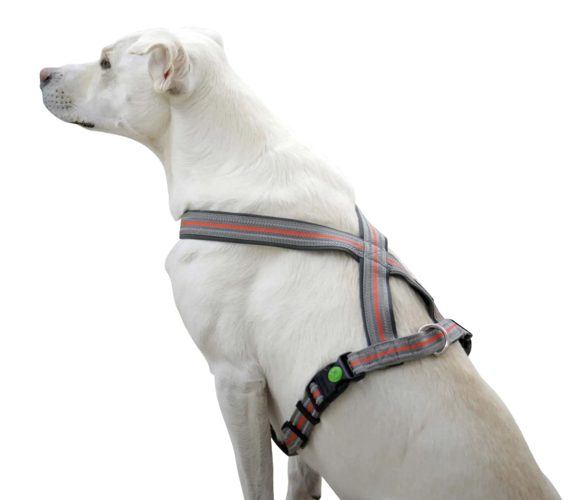 Kerbl Pet Sele Xenos Reflekterande för Hund, Justerbar, sidovy