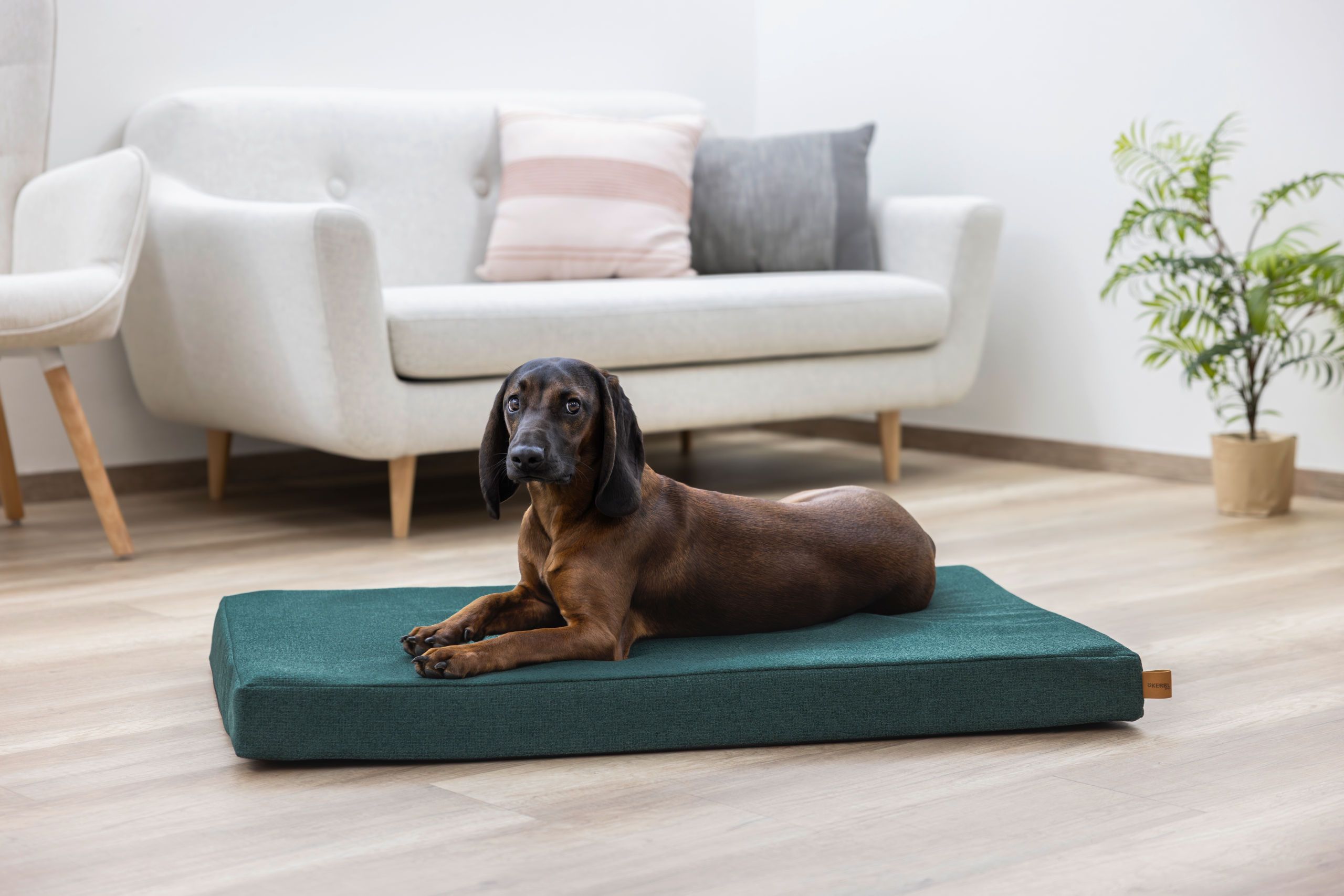 dog, dachshund, pet, dog bed, interior