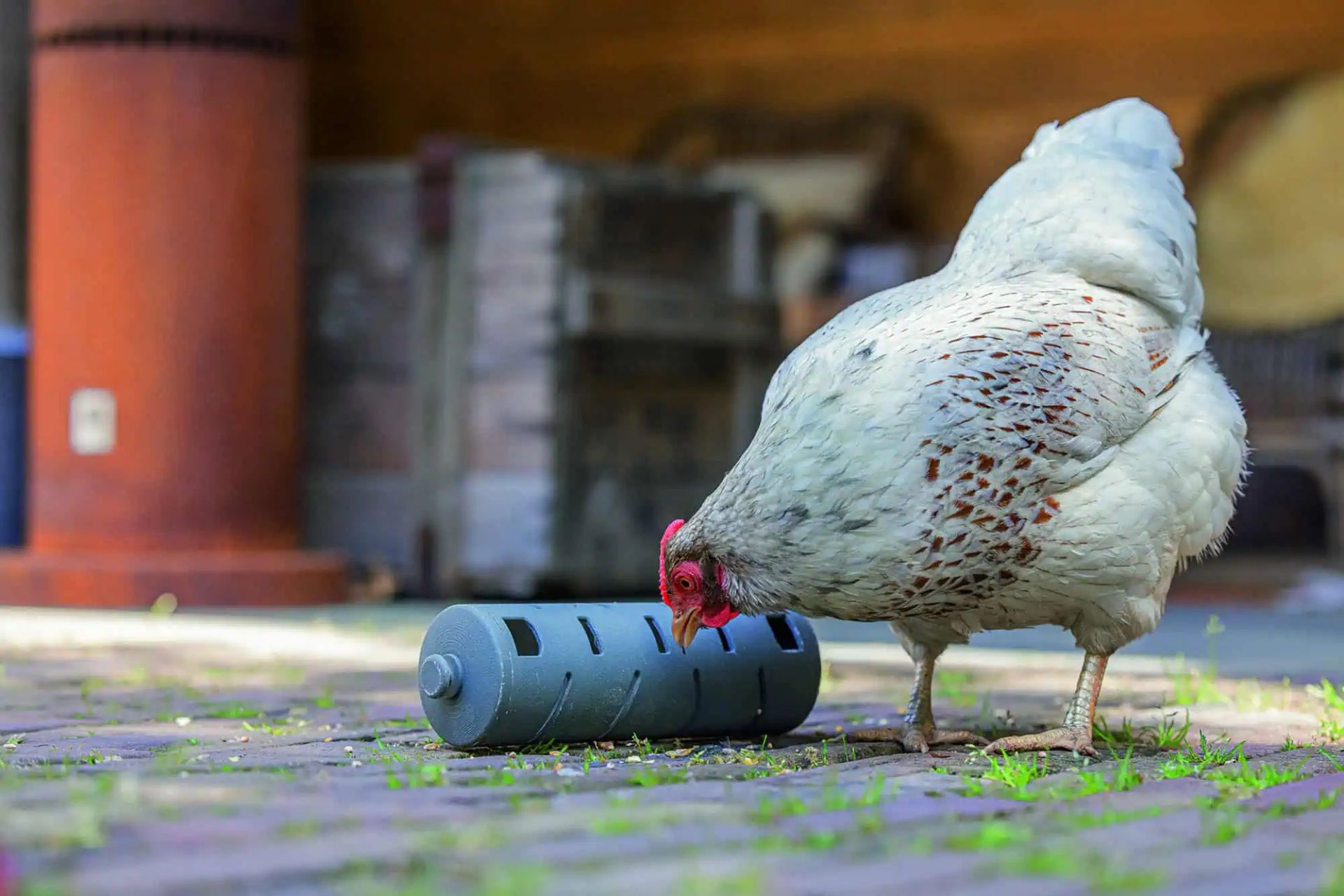 Rouleau à collation pour poules Beeztees, en utilisation