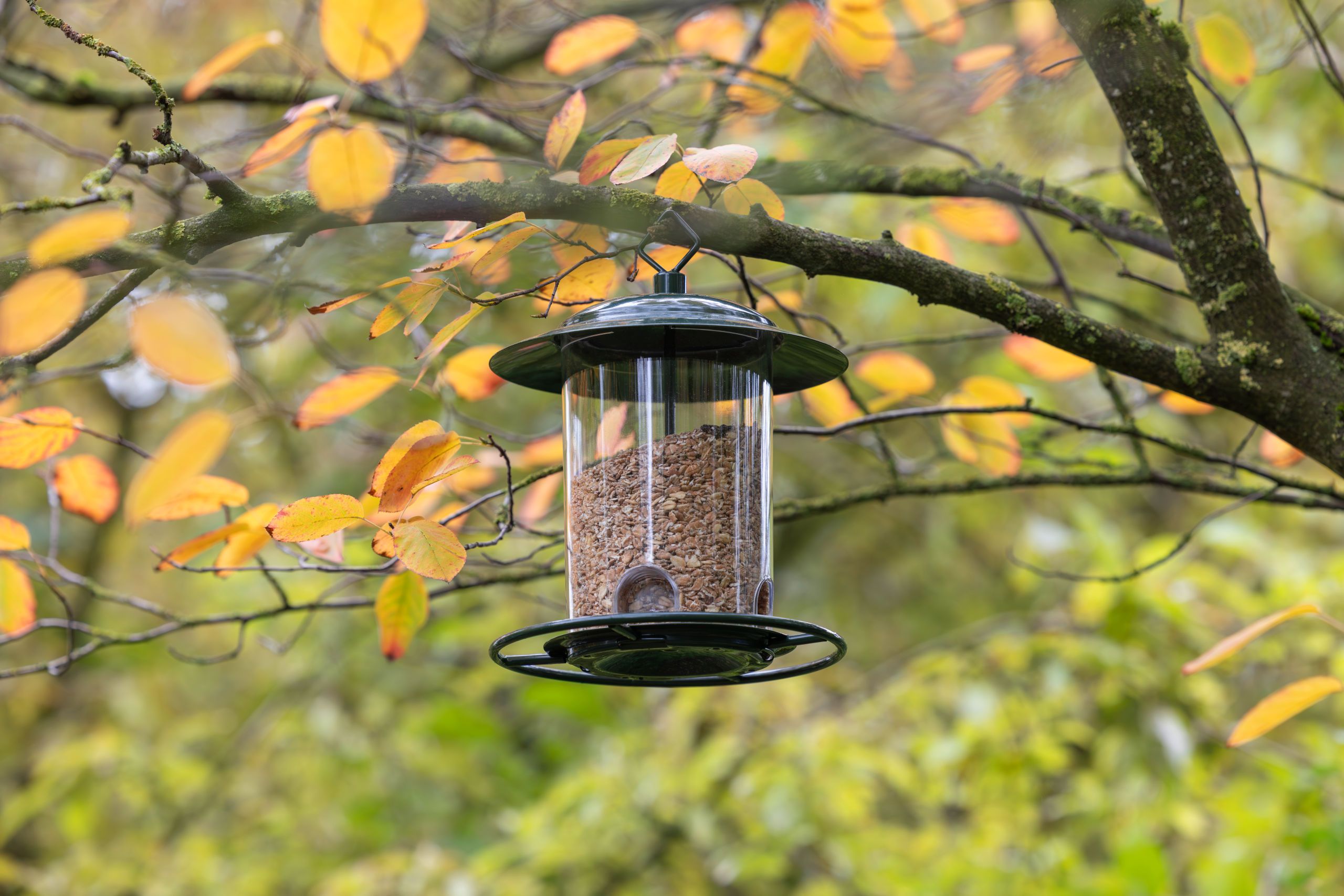 bird feeder, feeders, hanging, glass, outdoor