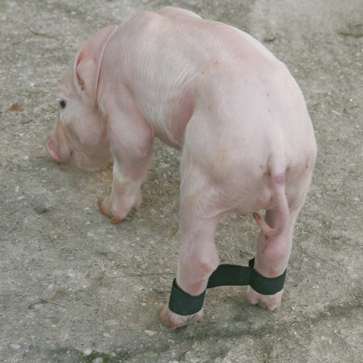 Kerbl Anti-Straddle Cuffs for Piglets, 12-Pack Velcro Closure, in use, leg