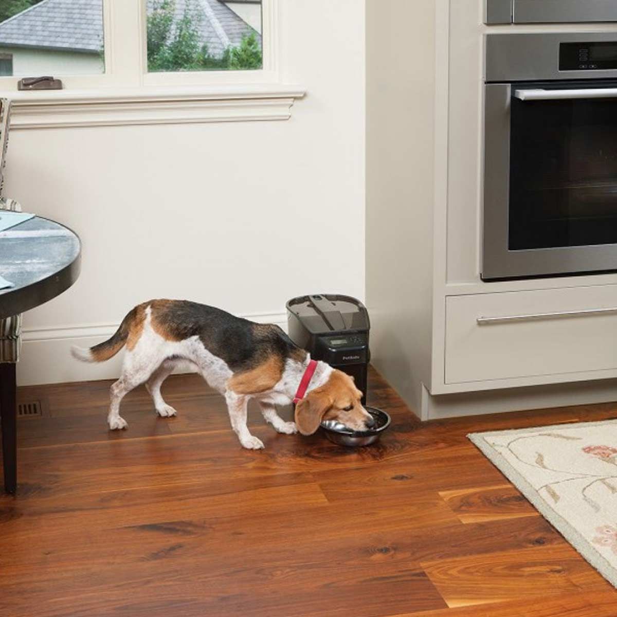PetSafe Futterautomat Healthy Pet Simply Feed, programmierbar, 5,7 L, im Einsatz, im Wohnraum