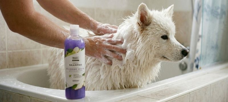 Hundeshampoo