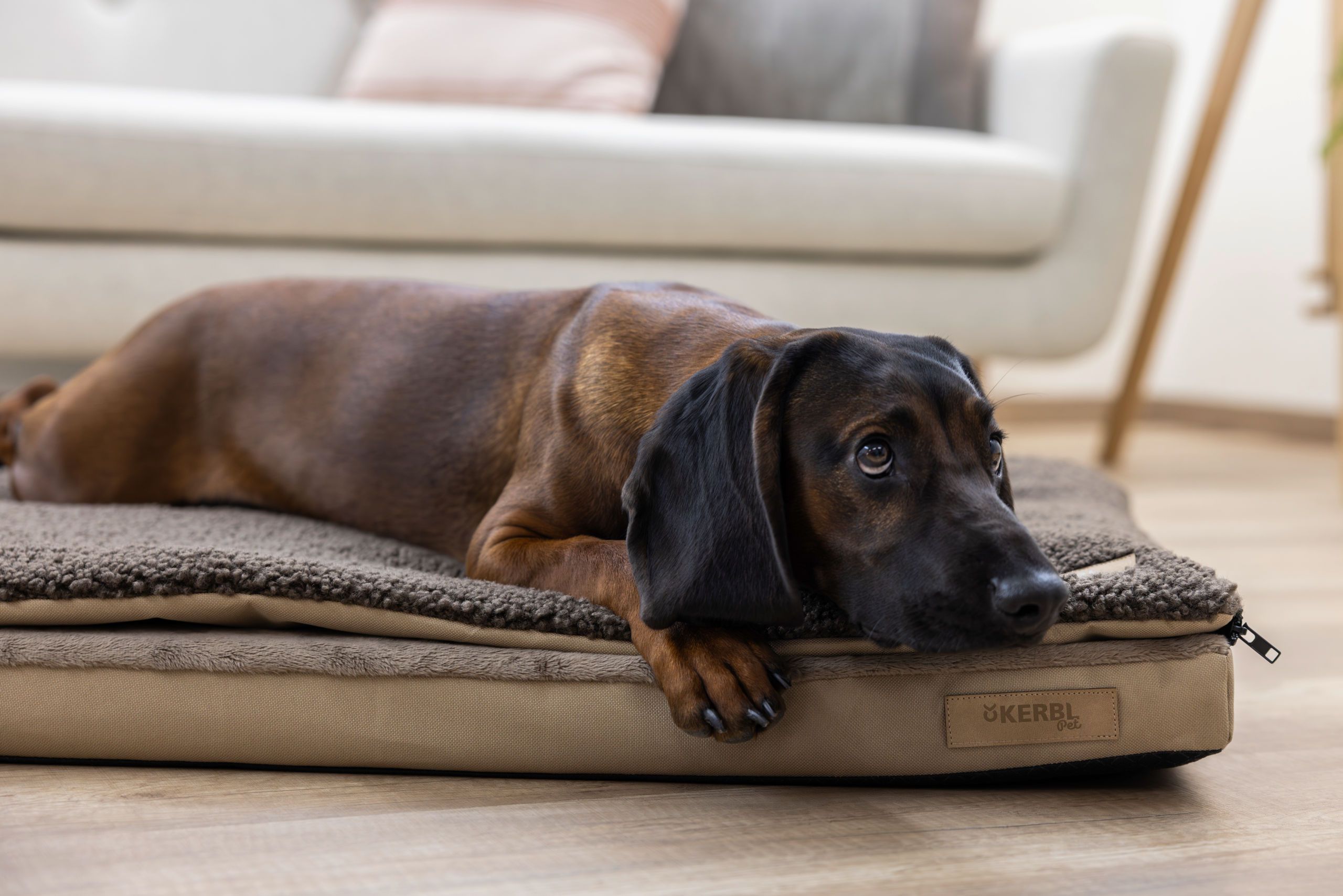 dog, pet, dog bed, brown, short-haired