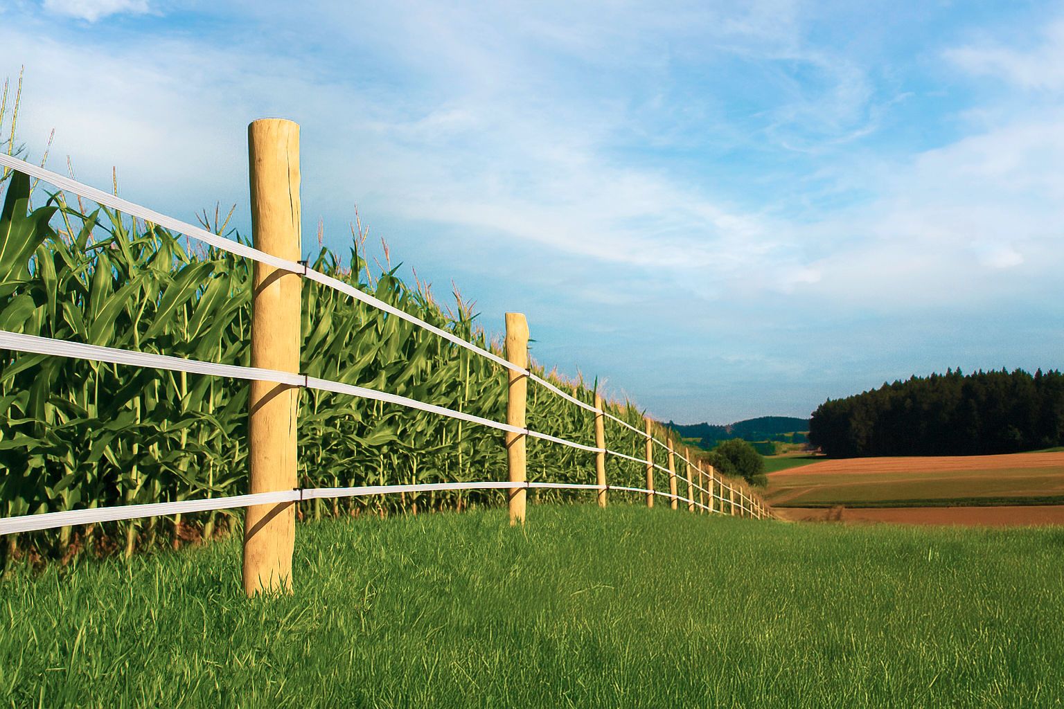 Zäune, Maisfeld, Pfosten, Gras