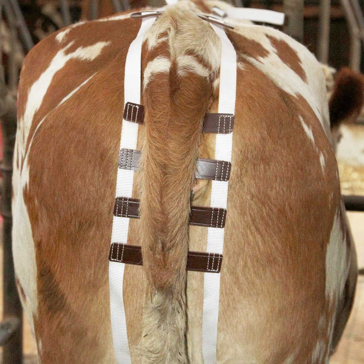 Kerbl Prolapse Bandage for Cattle, Nylon with Leather Insert, in use