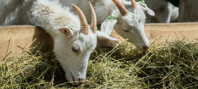 Aliments pour chèvres